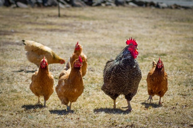 Starting a Poultry Farm for Beginners – A Sample Business Plan